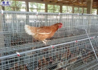 Duże klatki dla kurczaków drobiu, powierzchnia galwanizowana z klatkami z drobiu