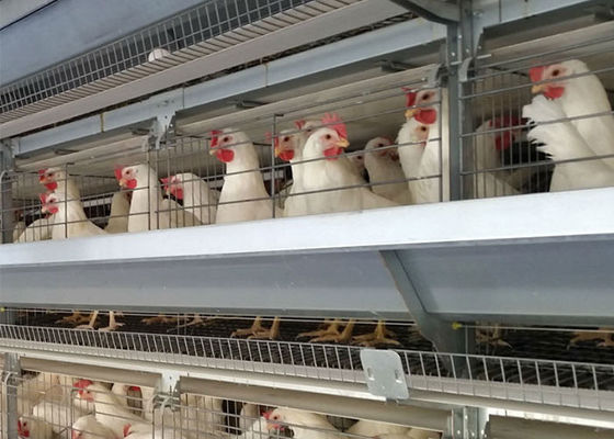 Ocynkowana klatka dla kur niosących jaja ptasie typu 96 do hodowli warstwowej
