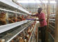 Tanzania Farm 4-warstwowa klatka dla kurczaków, system klatek dla drobiu