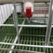 Automatyczny system wody pitnej Klatki dla kur dla kur dla ferm drobiu