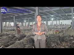 Wprowadzenie i wyświetlenie w warsztatach sieci barierowej przeciw czołgowi