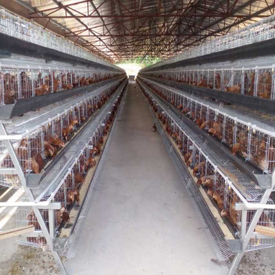 Farma drobiu 5-poziomowa klatka dla kurczaków 250 ptaków Bateria dla zwierząt
