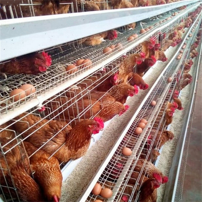 160 Birds Layer Chicken Steel Cage Sprzęt do hodowli drobiu Q235 Drut 1,95 m Galwanizowany