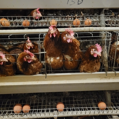 Bateria Metalowa warstwa zwierzęca Klatka kurczaka do składania jaj kurcząt