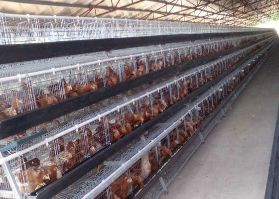 Hodowla drobiu Galwanizowana warstwa baterii Klatka dla kurczaków 160 ptaków