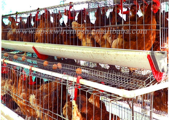 Typ System automatyczny 128 Klatki drobiowe dla kurczaków Sprzęt rolniczy do warstw jaj