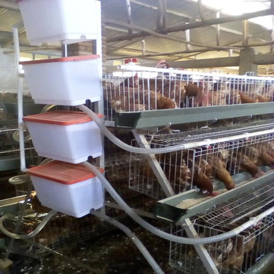 Wytrzymała klatka dla kurczaków 3/4 poziomów Automatyczna warstwa klatki dla kurczaków typu A
