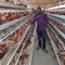 Farma drobiu A Typ Q235 Warstwowa klatka dla kurczaków 4 poziomy 160 Ptaki ocynkowane ogniowo