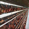 3-poziomowa automatyczna warstwa klatki dla kurczaków Farma jaj kur niosek Bateria drobiowa