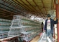 3 poziomy 4 pokoje 500-1000 ptaków Klatki do hodowli kurczaków dla gospodarstw filipińskich