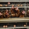 Bateria Metalowa warstwa zwierzęca Klatka kurczaka do składania jaj kurcząt