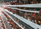 4 poziomy 128 Pojemność H Typ Warstwowa klatka dla kurczaków do komercyjnej hodowli kurczaków