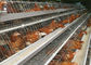Ocynkowana klatka z klatki dla kurczaków, sprzęt do hodowli drobiu