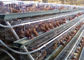 Klatki dla kurczaków z siatki drucianej Klatka bateryjna z automatycznym systemem karmienia kurczaków