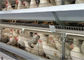 Galwanizowana siatka druciana typu A Q235 Warstwa klatki dla kurczaków