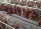 Solidna, przestronna, galwanizowana klatka dla kurczaków 128 ptaków do hodowli drobiu