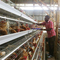 Galwanizowane klatki stalowe pojemność 96-160 kurczaków